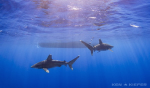 Oceanic Whitetips patrol near the dive boat in the settin... by Ken Kiefer 
